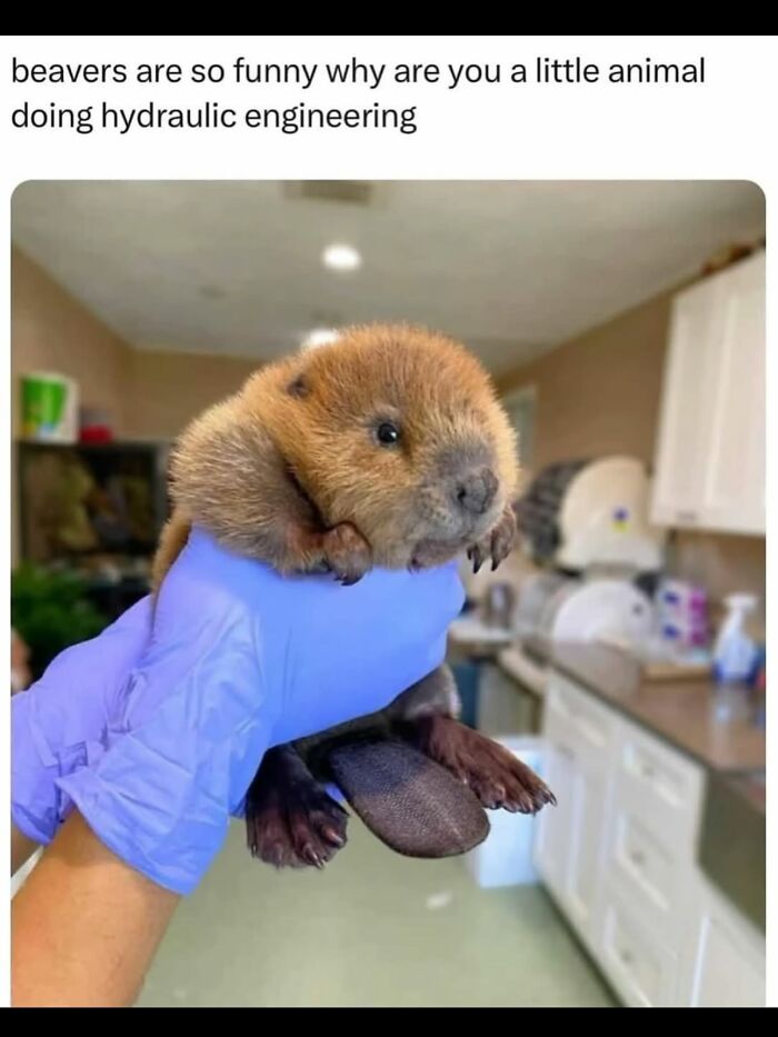 53 Funny And Cute Animal Memes To Bring Some Positivity To Your Day 53 Funny And Cute Animal Memes To Bring Some Positivity To Your Day