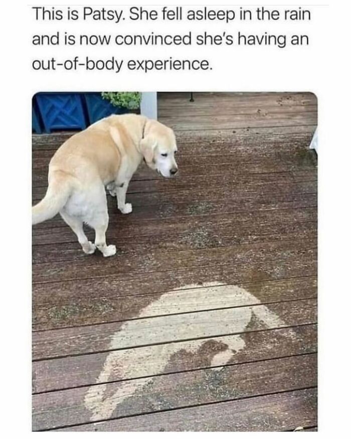 53 Funny And Cute Animal Memes To Bring Some Positivity To Your Day 53 Funny And Cute Animal Memes To Bring Some Positivity To Your Day