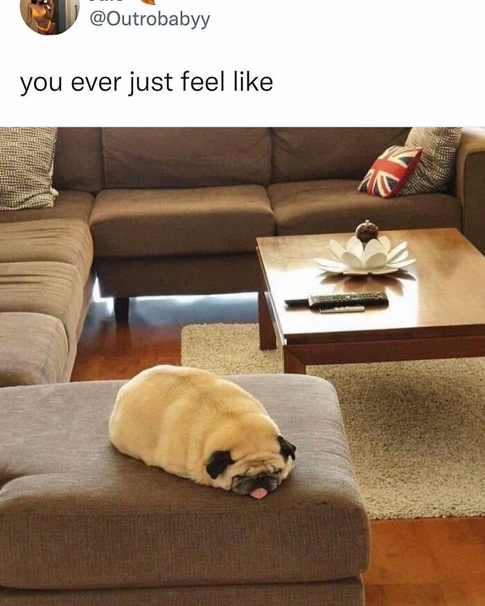 53 Funny And Cute Animal Memes To Bring Some Positivity To Your Day 53 Funny And Cute Animal Memes To Bring Some Positivity To Your Day