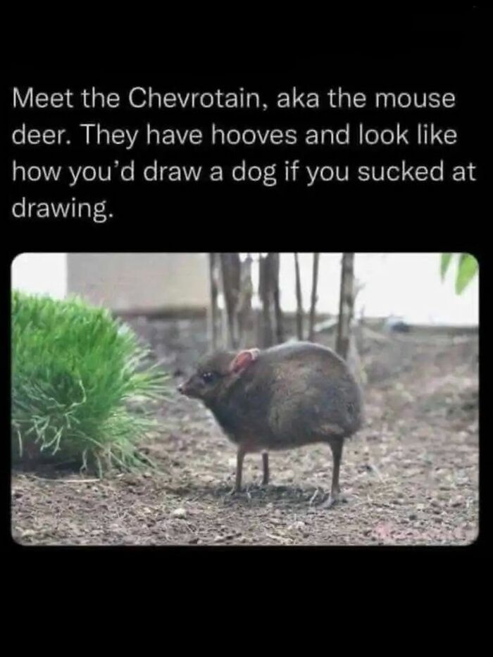 53 Funny And Cute Animal Memes To Bring Some Positivity To Your Day 53 Funny And Cute Animal Memes To Bring Some Positivity To Your Day