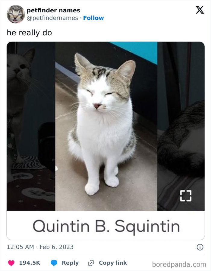71 Hilarious Animal Names Found On ‘Petfinder’ That Take Creativity To A Whole New Level (New Pics) 71 Hilarious Animal Names Found On ‘Petfinder’ That Take Creativity To A Whole New Level (New Pics)