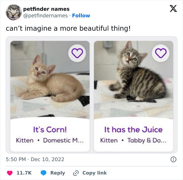 71 Hilarious Animal Names Found On ‘Petfinder’ That Take Creativity To A Whole New Level (New Pics) 71 Hilarious Animal Names Found On ‘Petfinder’ That Take Creativity To A Whole New Level (New Pics)