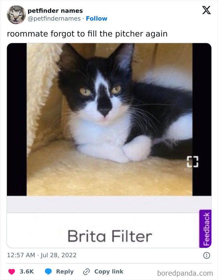 71 Hilarious Animal Names Found On ‘Petfinder’ That Take Creativity To A Whole New Level (New Pics) 71 Hilarious Animal Names Found On ‘Petfinder’ That Take Creativity To A Whole New Level (New Pics)