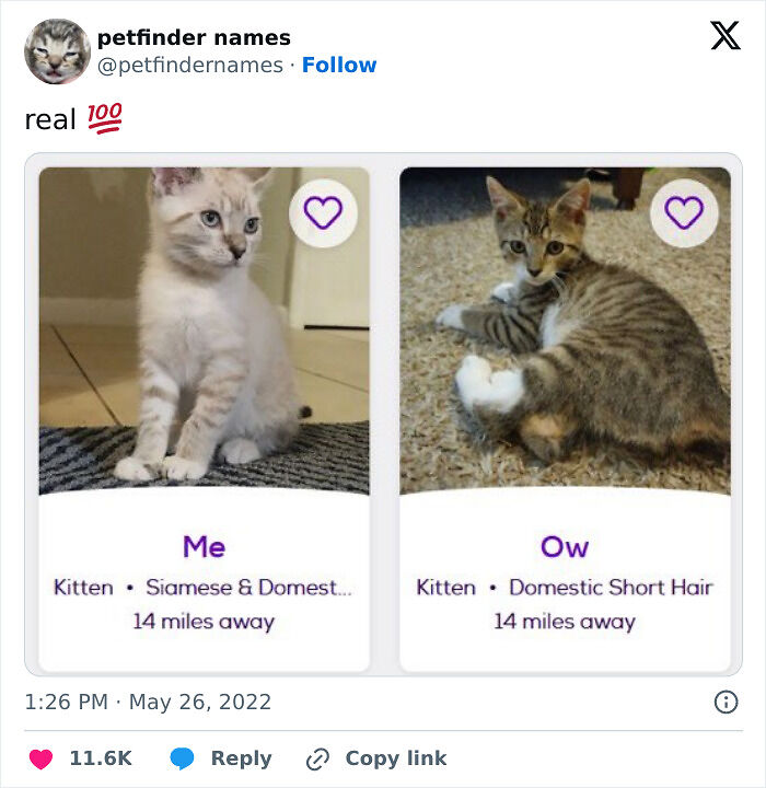 71 Hilarious Animal Names Found On ‘Petfinder’ That Take Creativity To A Whole New Level (New Pics) 71 Hilarious Animal Names Found On ‘Petfinder’ That Take Creativity To A Whole New Level (New Pics)