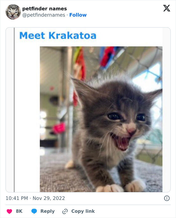 71 Hilarious Animal Names Found On ‘Petfinder’ That Take Creativity To A Whole New Level (New Pics) 71 Hilarious Animal Names Found On ‘Petfinder’ That Take Creativity To A Whole New Level (New Pics)