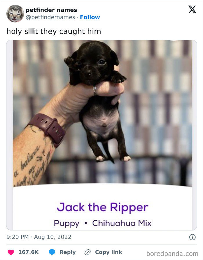 71 Hilarious Animal Names Found On ‘Petfinder’ That Take Creativity To A Whole New Level (New Pics) 71 Hilarious Animal Names Found On ‘Petfinder’ That Take Creativity To A Whole New Level (New Pics)