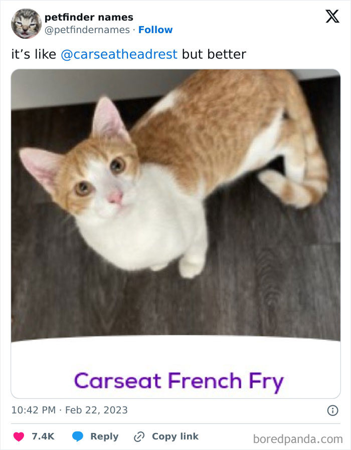 71 Hilarious Animal Names Found On ‘Petfinder’ That Take Creativity To A Whole New Level (New Pics) 71 Hilarious Animal Names Found On ‘Petfinder’ That Take Creativity To A Whole New Level (New Pics)