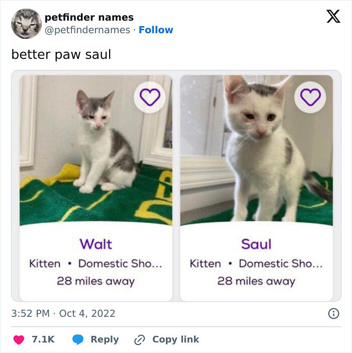71 Hilarious Animal Names Found On ‘Petfinder’ That Take Creativity To A Whole New Level (New Pics) 71 Hilarious Animal Names Found On ‘Petfinder’ That Take Creativity To A Whole New Level (New Pics)