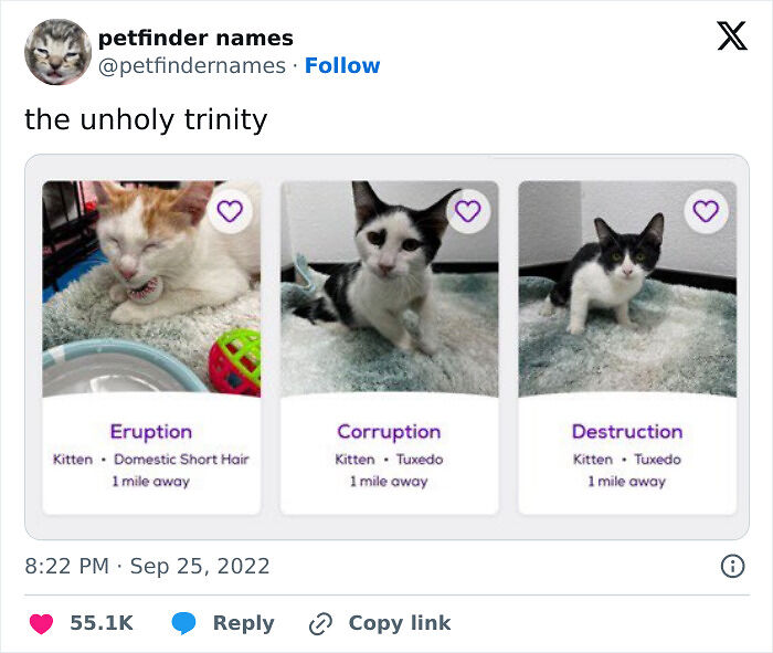 71 Hilarious Animal Names Found On ‘Petfinder’ That Take Creativity To A Whole New Level (New Pics) 71 Hilarious Animal Names Found On ‘Petfinder’ That Take Creativity To A Whole New Level (New Pics)