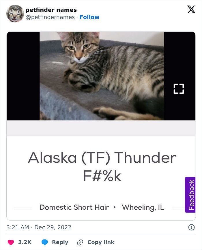 71 Hilarious Animal Names Found On ‘Petfinder’ That Take Creativity To A Whole New Level (New Pics)