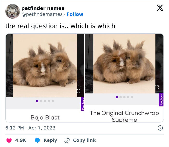 71 Hilarious Animal Names Found On ‘Petfinder’ That Take Creativity To A Whole New Level (New Pics) 71 Hilarious Animal Names Found On ‘Petfinder’ That Take Creativity To A Whole New Level (New Pics)