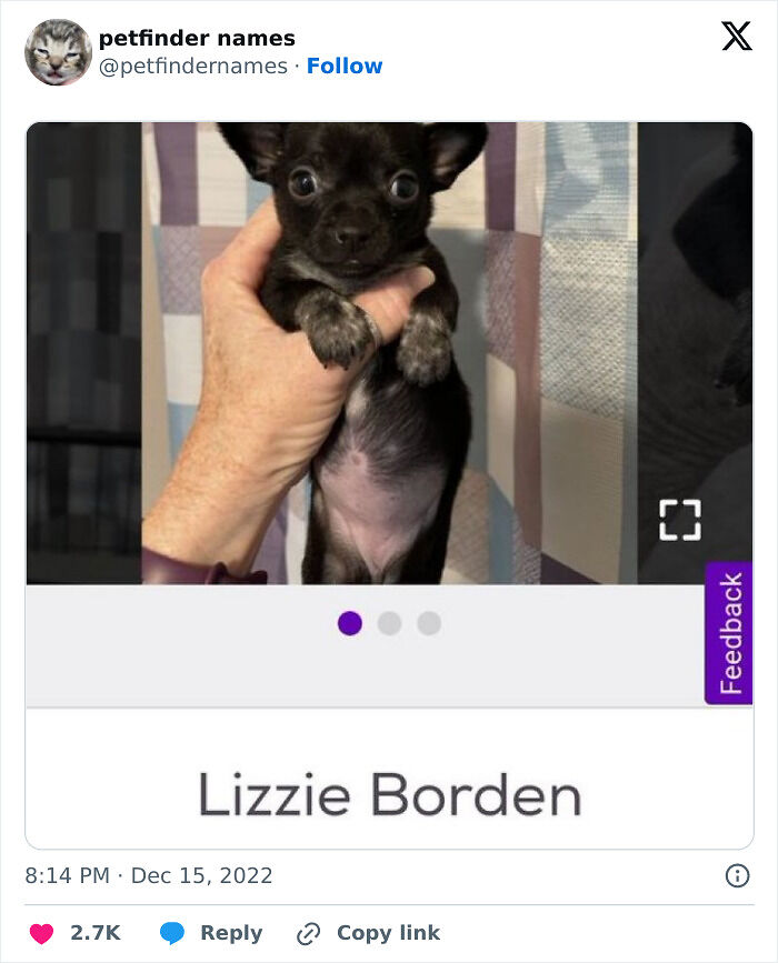 71 Hilarious Animal Names Found On ‘Petfinder’ That Take Creativity To A Whole New Level (New Pics) 71 Hilarious Animal Names Found On ‘Petfinder’ That Take Creativity To A Whole New Level (New Pics)