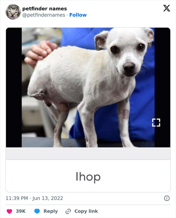 71 Hilarious Animal Names Found On ‘Petfinder’ That Take Creativity To A Whole New Level (New Pics) 71 Hilarious Animal Names Found On ‘Petfinder’ That Take Creativity To A Whole New Level (New Pics)