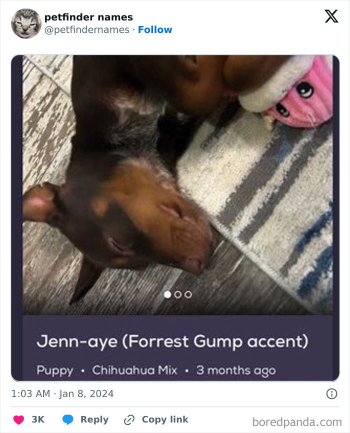 71 Hilarious Animal Names Found On ‘Petfinder’ That Take Creativity To A Whole New Level (New Pics) 71 Hilarious Animal Names Found On ‘Petfinder’ That Take Creativity To A Whole New Level (New Pics)