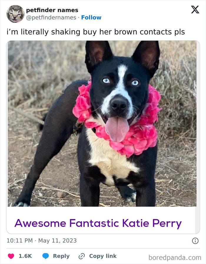 71 Hilarious Animal Names Found On ‘Petfinder’ That Take Creativity To A Whole New Level (New Pics) 71 Hilarious Animal Names Found On ‘Petfinder’ That Take Creativity To A Whole New Level (New Pics)