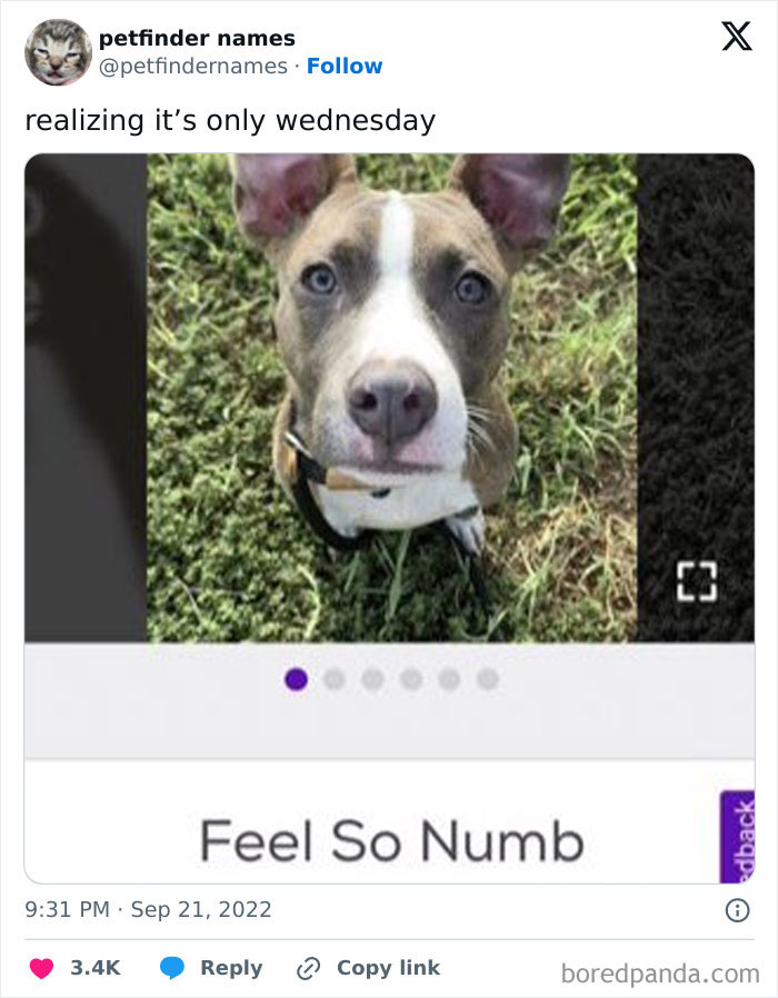 71 Hilarious Animal Names Found On ‘Petfinder’ That Take Creativity To A Whole New Level (New Pics)