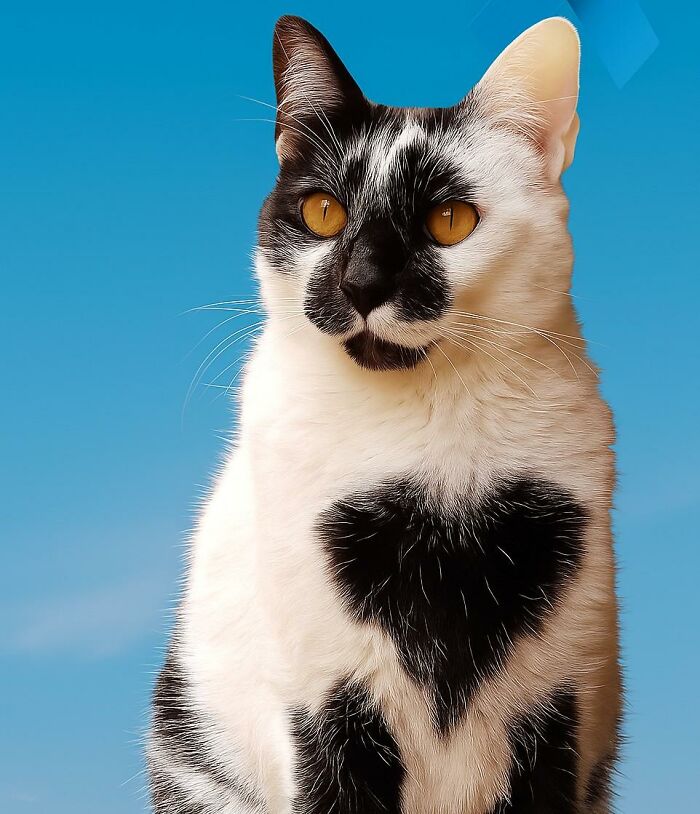 Meet Thor, The Cat With A Heart-Shaped Mark Who Just Won Brazil’s Most Beautiful Cat Title Meet Thor, The Cat With A Heart-Shaped Mark Who Just Won Brazil’s Most Beautiful Cat Title