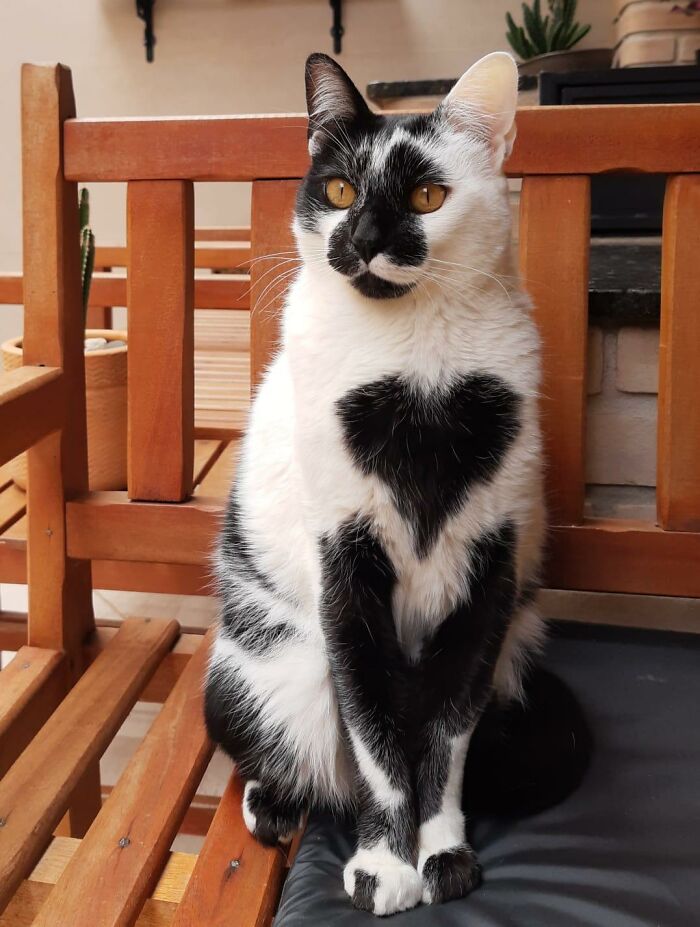 Meet Thor, The Cat With A Heart-Shaped Mark Who Just Won Brazil’s Most Beautiful Cat Title Meet Thor, The Cat With A Heart-Shaped Mark Who Just Won Brazil’s Most Beautiful Cat Title
