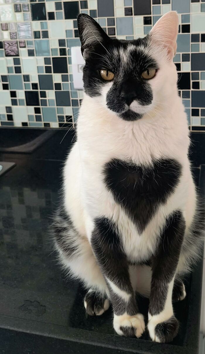 Meet Thor, The Cat With A Heart-Shaped Mark Who Just Won Brazil’s Most Beautiful Cat Title Meet Thor, The Cat With A Heart-Shaped Mark Who Just Won Brazil’s Most Beautiful Cat Title