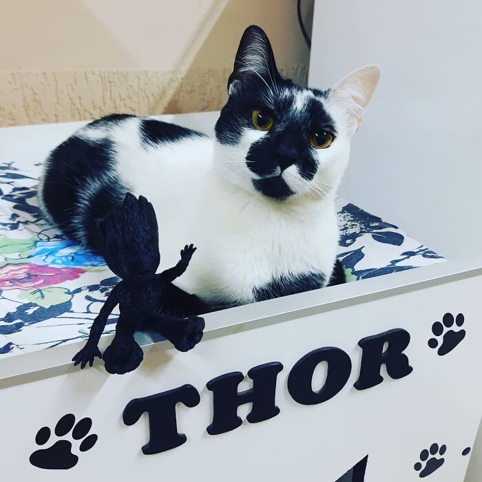 Meet Thor, The Cat With A Heart-Shaped Mark Who Just Won Brazil’s Most Beautiful Cat Title Meet Thor, The Cat With A Heart-Shaped Mark Who Just Won Brazil’s Most Beautiful Cat Title