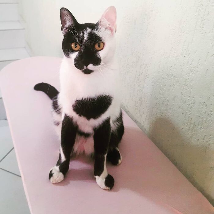 Meet Thor, The Cat With A Heart-Shaped Mark Who Just Won Brazil’s Most Beautiful Cat Title Meet Thor, The Cat With A Heart-Shaped Mark Who Just Won Brazil’s Most Beautiful Cat Title