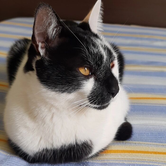 Meet Thor, The Cat With A Heart-Shaped Mark Who Just Won Brazil’s Most Beautiful Cat Title Meet Thor, The Cat With A Heart-Shaped Mark Who Just Won Brazil’s Most Beautiful Cat Title