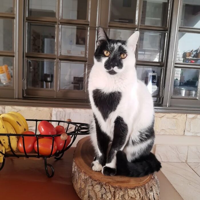 Meet Thor, The Cat With A Heart-Shaped Mark Who Just Won Brazil’s Most Beautiful Cat Title Meet Thor, The Cat With A Heart-Shaped Mark Who Just Won Brazil’s Most Beautiful Cat Title