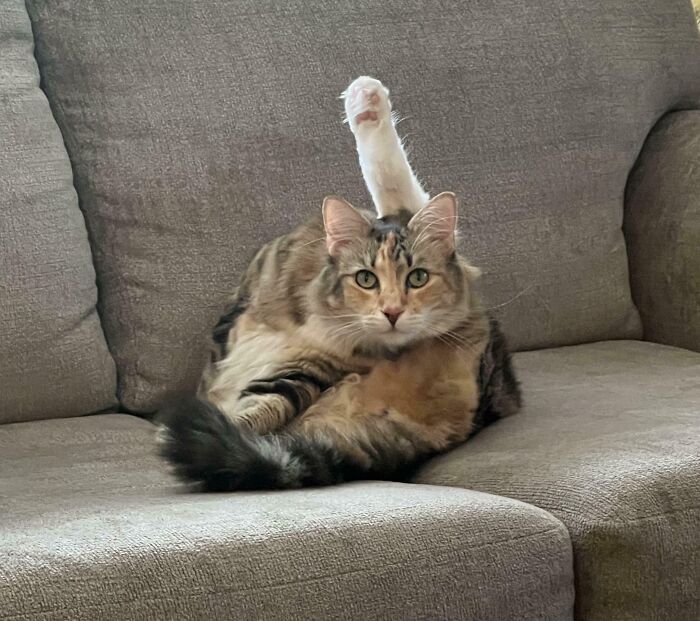 43 Pics Of Adorable Kitties Who Have Questions And Are Demanding Answers 43 Pics Of Adorable Kitties Who Have Questions And Are Demanding Answers