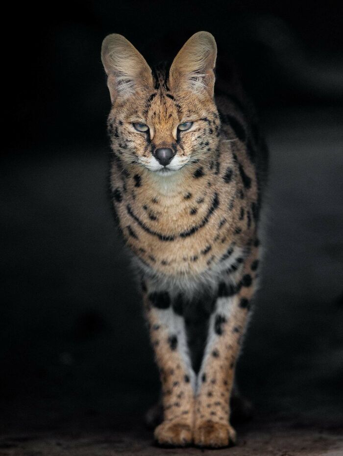 40 Incredible Wildlife Shots I Captured Without Fancy Gear Or Big Trips 40 Incredible Wildlife Shots I Captured Without Fancy Gear Or Big Trips