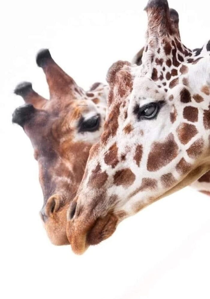 40 Incredible Wildlife Shots I Captured Without Fancy Gear Or Big Trips 40 Incredible Wildlife Shots I Captured Without Fancy Gear Or Big Trips