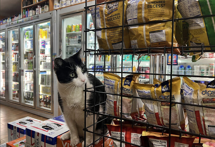 The Bodega Cat Is Having A Legislative Moment The Bodega Cat Is Having A Legislative Moment
