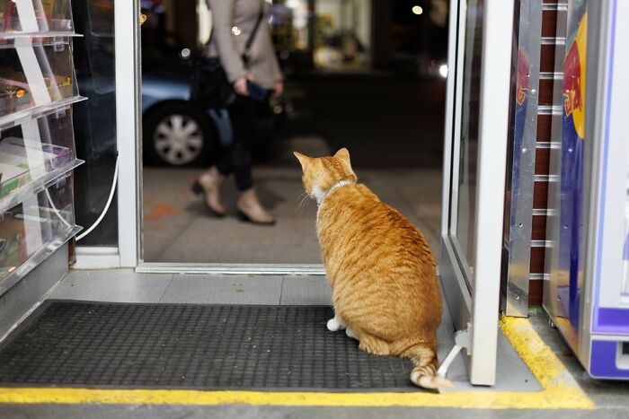 The Bodega Cat Union Finally Has A Contract On The table The Bodega Cat Union Finally Has A Contract On The table