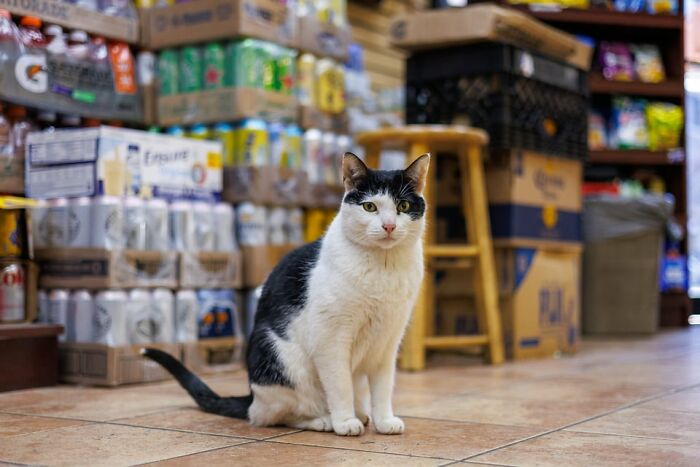 The Bodega Cat Union Finally Has A Contract On The table The Bodega Cat Union Finally Has A Contract On The table