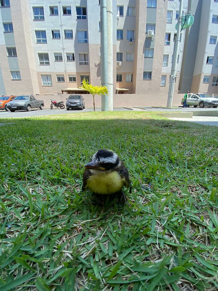 This Guy Went Viral After Rescuing A Great Kiskadee And Building A Mini Bird “Mom” For Him This Guy Went Viral After Rescuing A Great Kiskadee And Building A Mini Bird “Mom” For Him