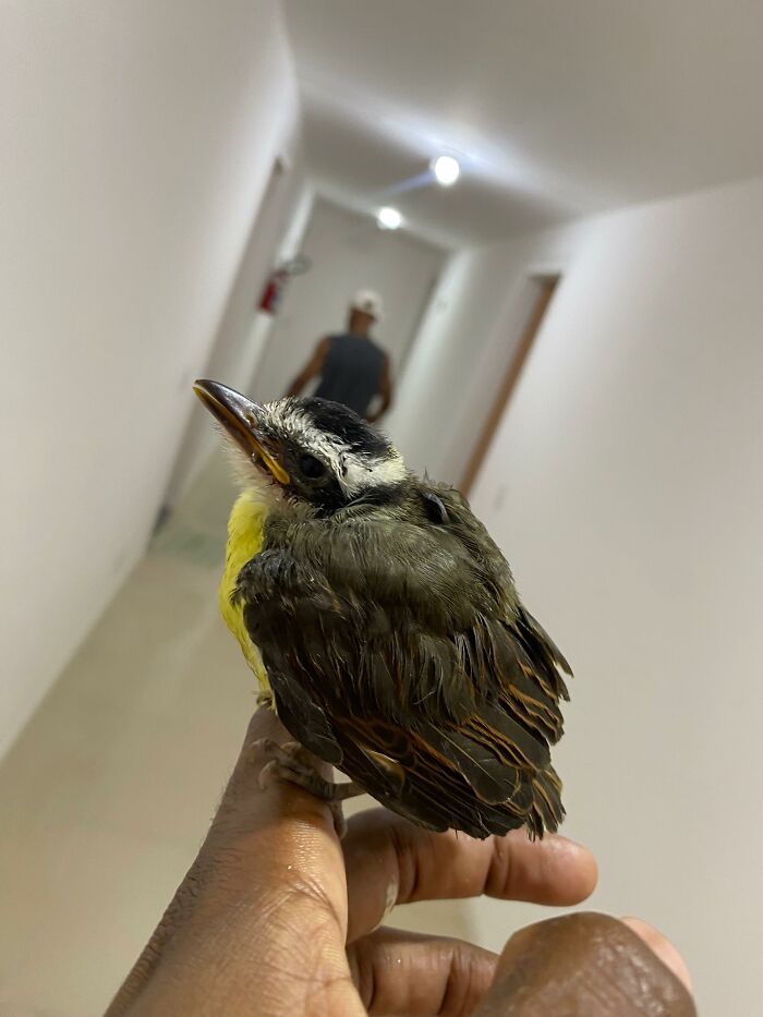 This Guy Went Viral After Rescuing A Great Kiskadee And Building A Mini Bird “Mom” For Him