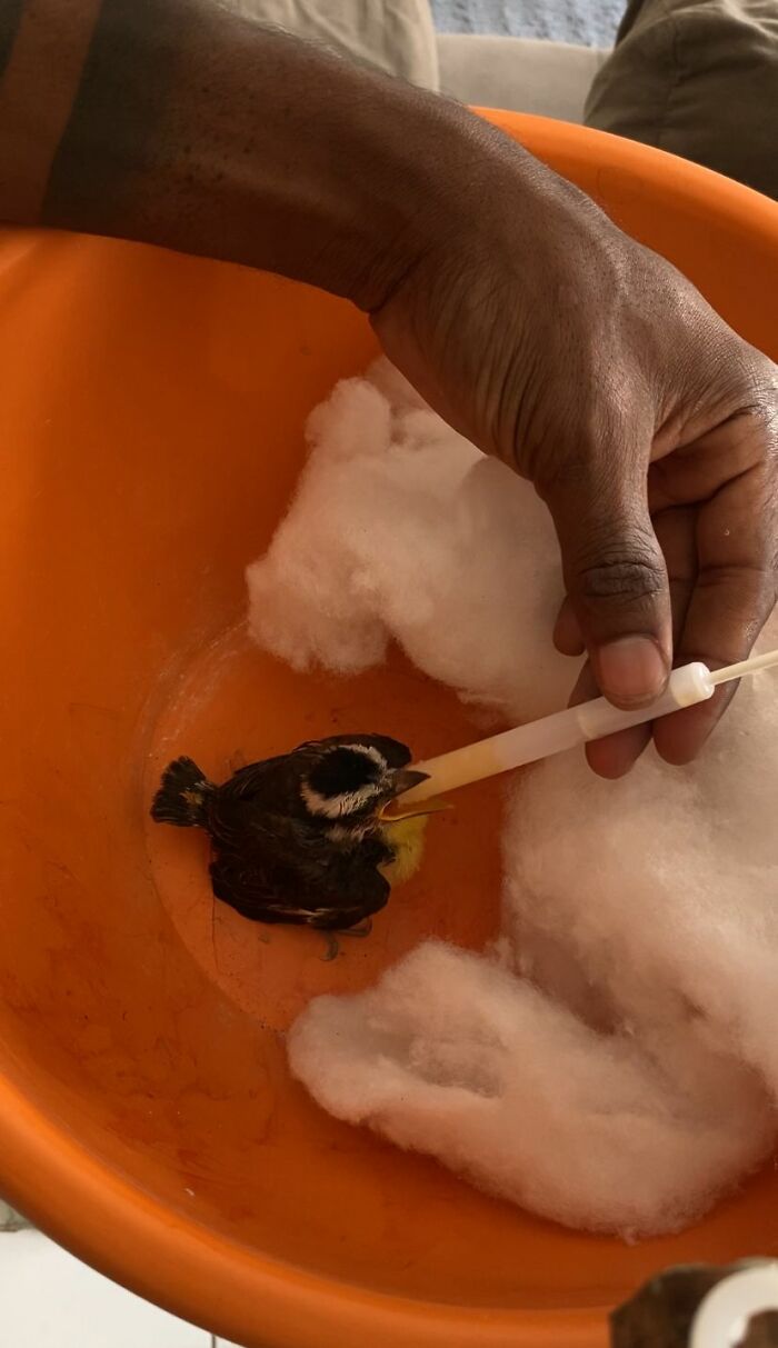 This Guy Went Viral After Rescuing A Great Kiskadee And Building A Mini Bird “Mom” For Him