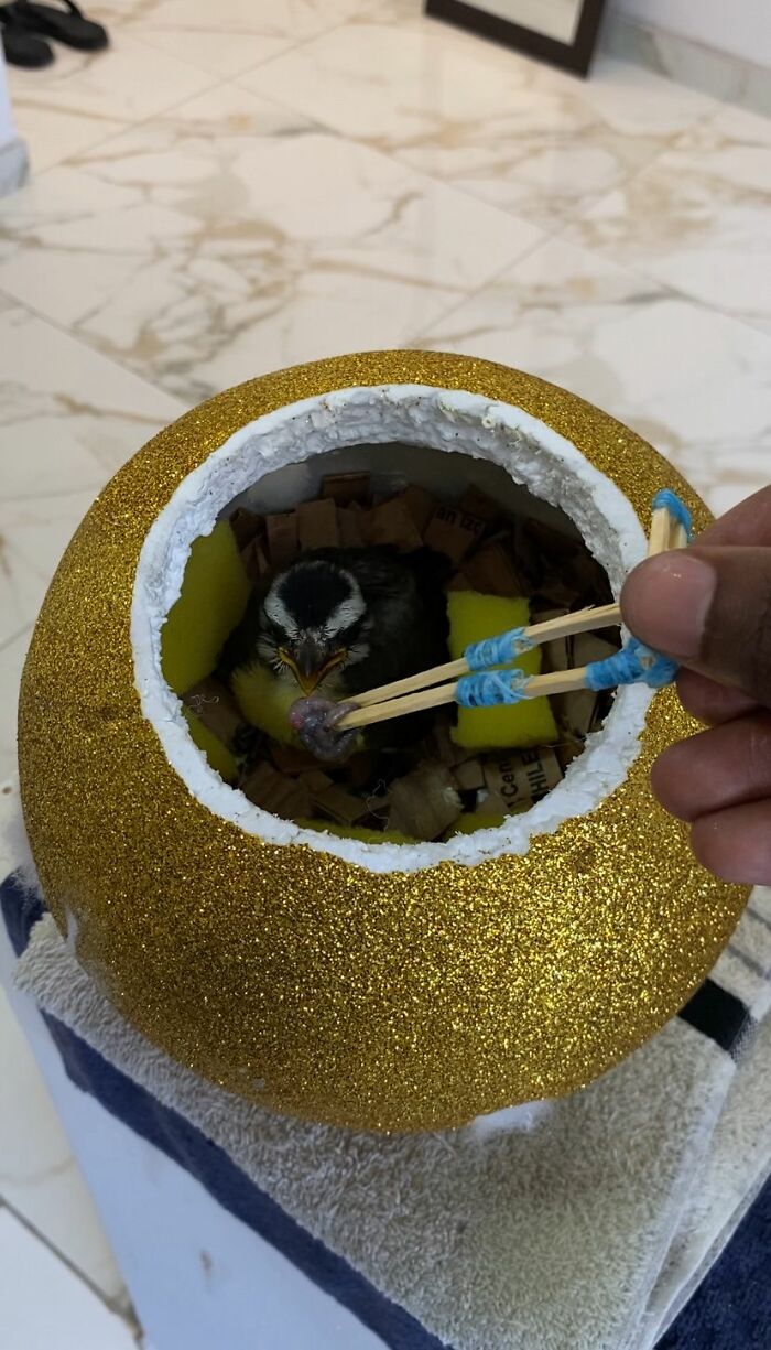 This Guy Went Viral After Rescuing A Great Kiskadee And Building A Mini Bird “Mom” For Him This Guy Went Viral After Rescuing A Great Kiskadee And Building A Mini Bird “Mom” For Him