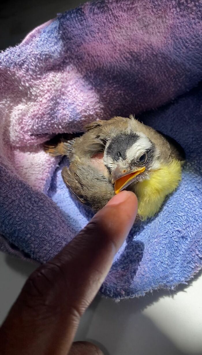 This Guy Went Viral After Rescuing A Great Kiskadee And Building A Mini Bird “Mom” For Him This Guy Went Viral After Rescuing A Great Kiskadee And Building A Mini Bird “Mom” For Him