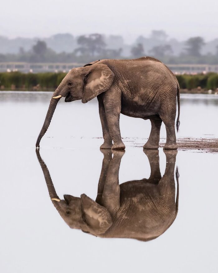 This Wildlife Photographer Captured 41 Breathtaking Moments From The African Wild This Wildlife Photographer Captured 41 Breathtaking Moments From The African Wild