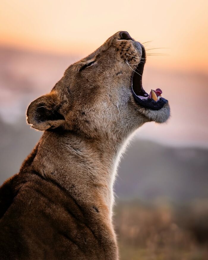 This Wildlife Photographer Captured 41 Breathtaking Moments From The African Wild This Wildlife Photographer Captured 41 Breathtaking Moments From The African Wild