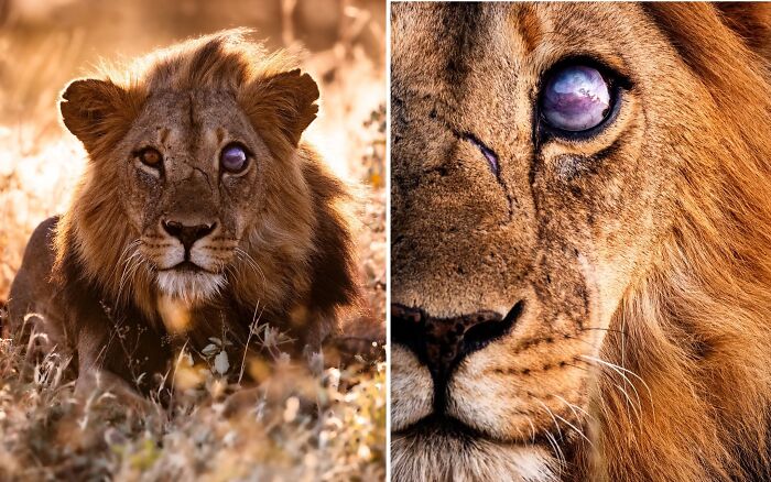This Wildlife Photographer Captured 41 Breathtaking Moments From The African Wild This Wildlife Photographer Captured 41 Breathtaking Moments From The African Wild