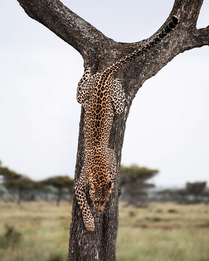 This Wildlife Photographer Captured 41 Breathtaking Moments From The African Wild This Wildlife Photographer Captured 41 Breathtaking Moments From The African Wild