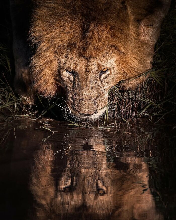 This Wildlife Photographer Captured 41 Breathtaking Moments From The African Wild This Wildlife Photographer Captured 41 Breathtaking Moments From The African Wild