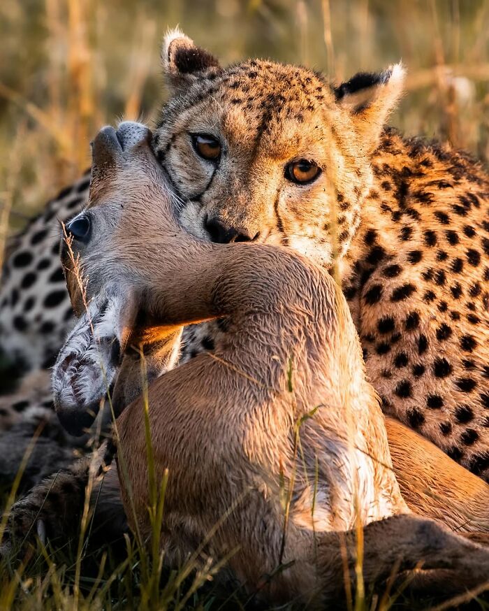 This Wildlife Photographer Captured 41 Breathtaking Moments From The African Wild This Wildlife Photographer Captured 41 Breathtaking Moments From The African Wild