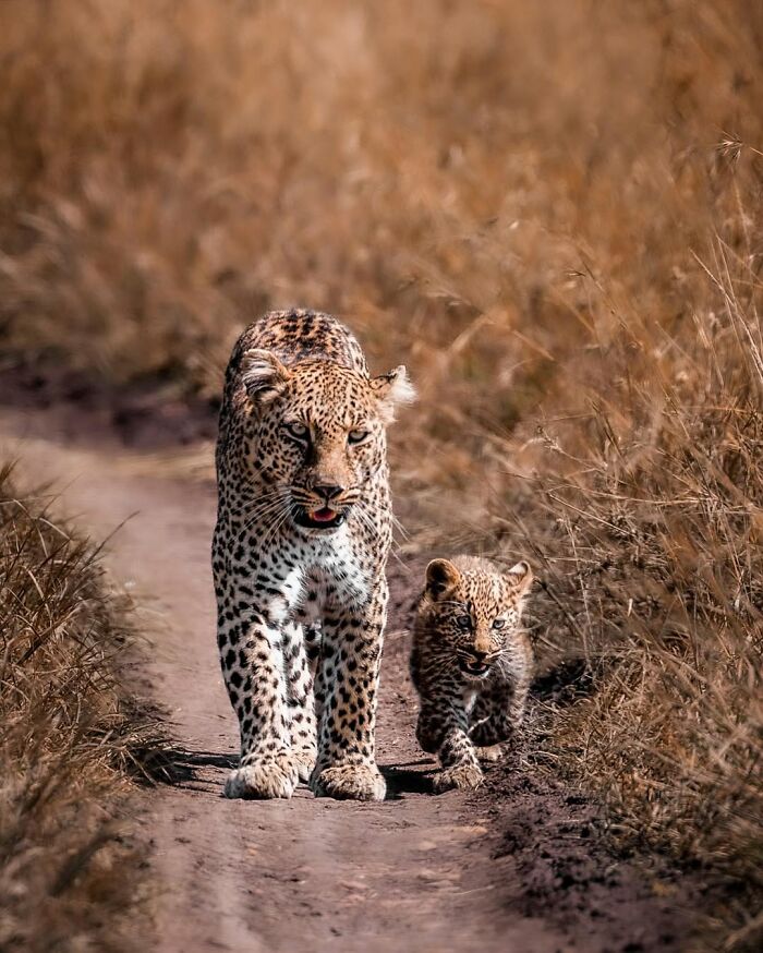 This Wildlife Photographer Captured 41 Breathtaking Moments From The African Wild This Wildlife Photographer Captured 41 Breathtaking Moments From The African Wild