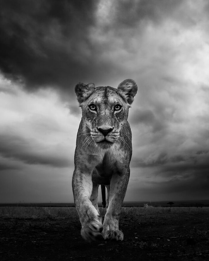 This Wildlife Photographer Captured 41 Breathtaking Moments From The African Wild This Wildlife Photographer Captured 41 Breathtaking Moments From The African Wild