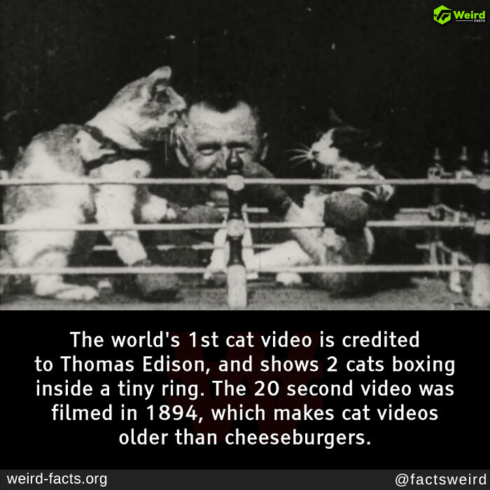 67 Fascinating And Amusing Fun Facts That Might Teach You Something New (New Pics) 67 Fascinating And Amusing Fun Facts That Might Teach You Something New (New Pics)