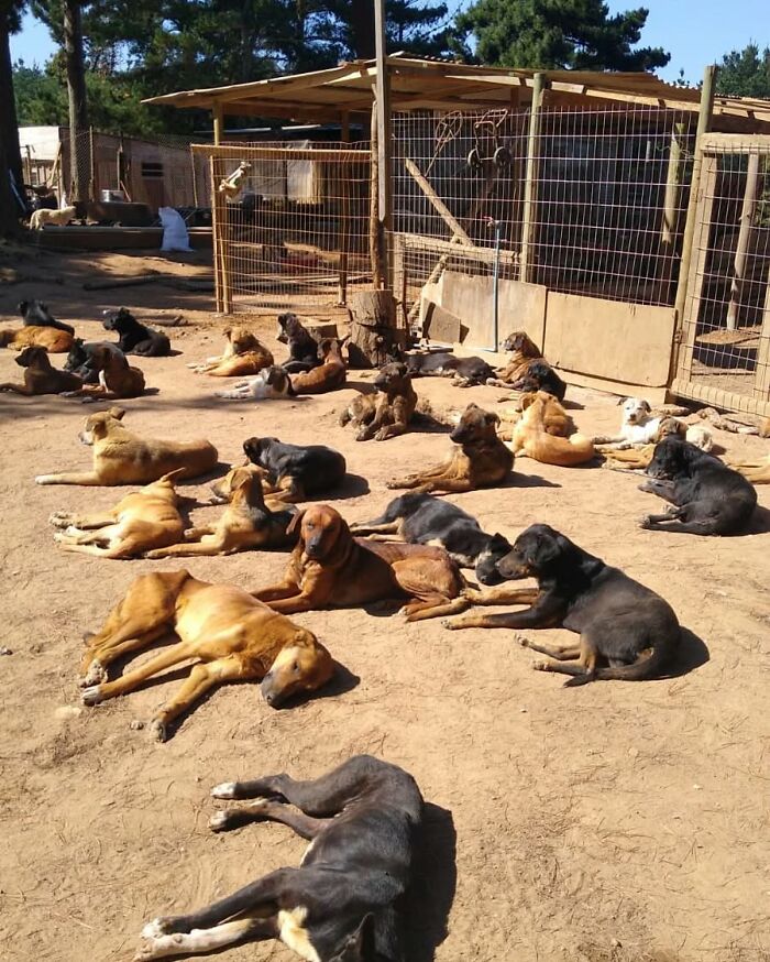 This Woman Turned Her Home Into A Sanctuary For Nearly 200 Homeless Dogs This Woman Turned Her Home Into A Sanctuary For Nearly 200 Homeless Dogs