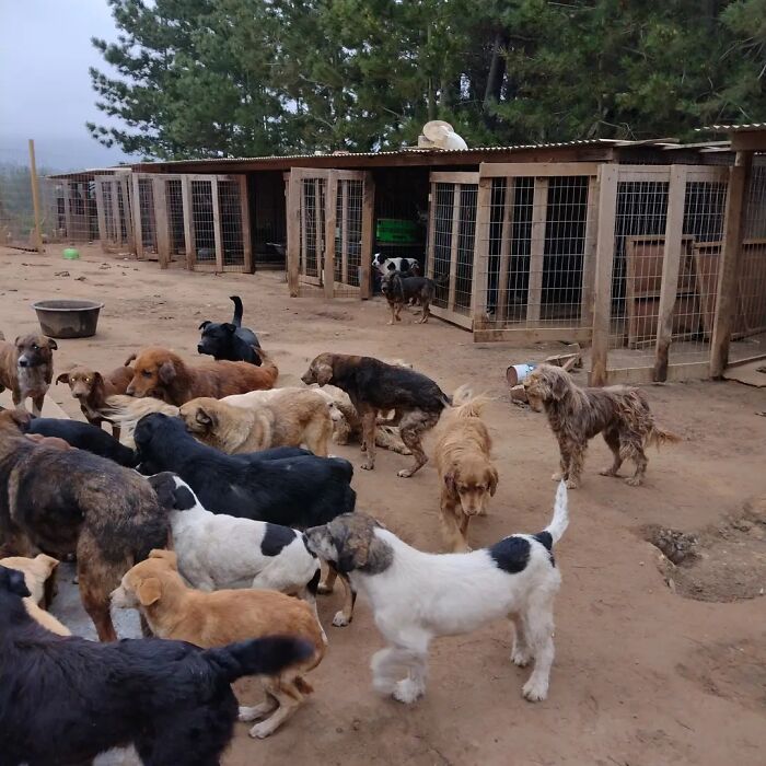 This Woman Turned Her Home Into A Sanctuary For Nearly 200 Homeless Dogs This Woman Turned Her Home Into A Sanctuary For Nearly 200 Homeless Dogs