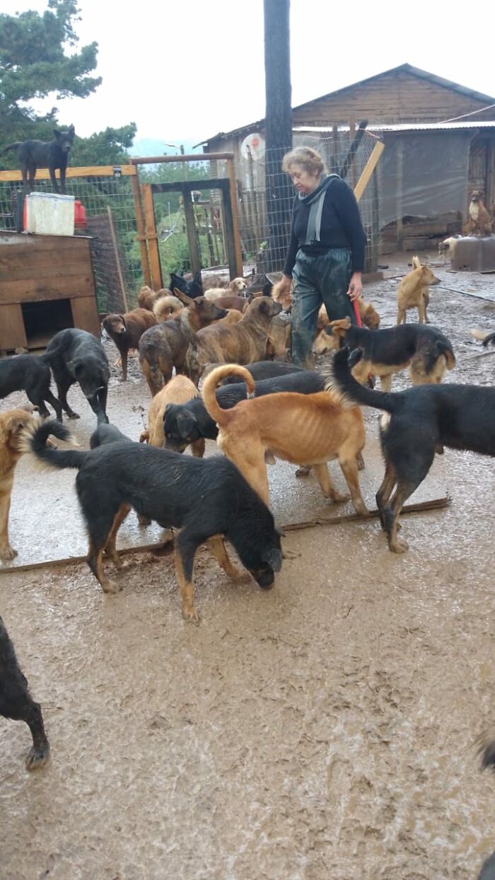 This Woman Turned Her Home Into A Sanctuary For Nearly 200 Homeless Dogs This Woman Turned Her Home Into A Sanctuary For Nearly 200 Homeless Dogs